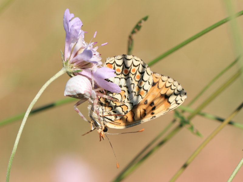 Thomisus onustus Thomisus onustus