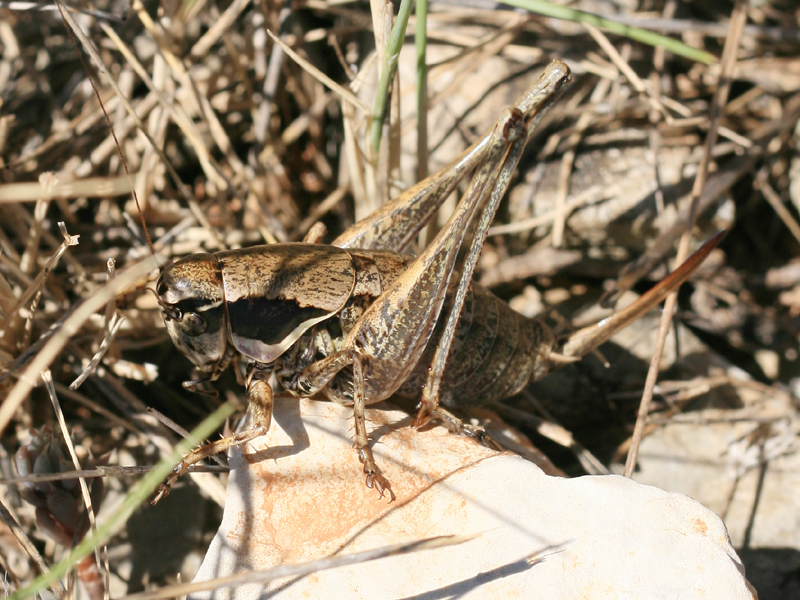 Pholidoptère précoce Pholidoptère précoce