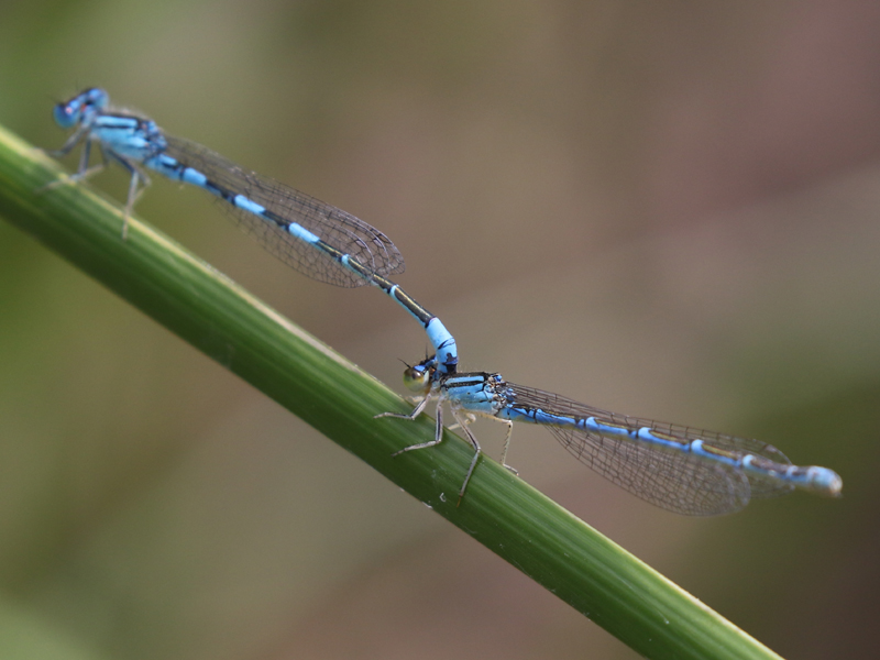 Agrion à stigmas pointus Agrion à stigmas pointus