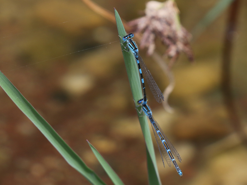 Agrion à stigmas pointus Agrion à stigmas pointus