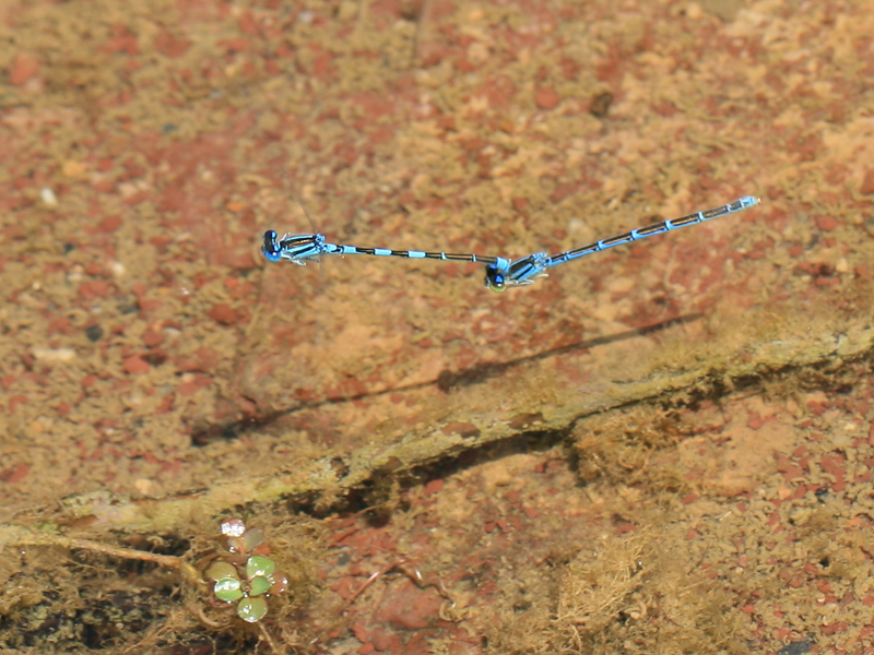 Agrion à stigmas pointus Agrion à stigmas pointus