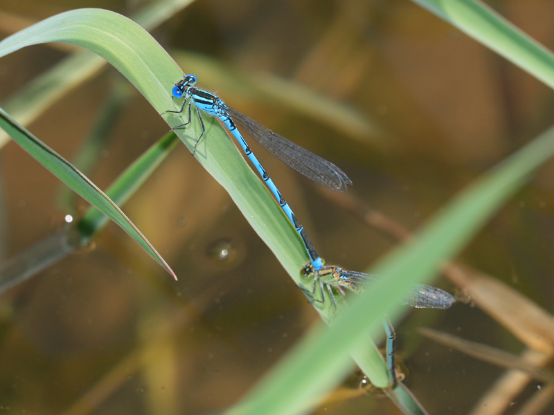 Naïade aux yeux bleus Naïade aux yeux bleus