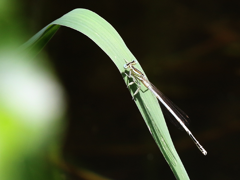 Pennipatte blanchâtre Pennipatte blanchâtre