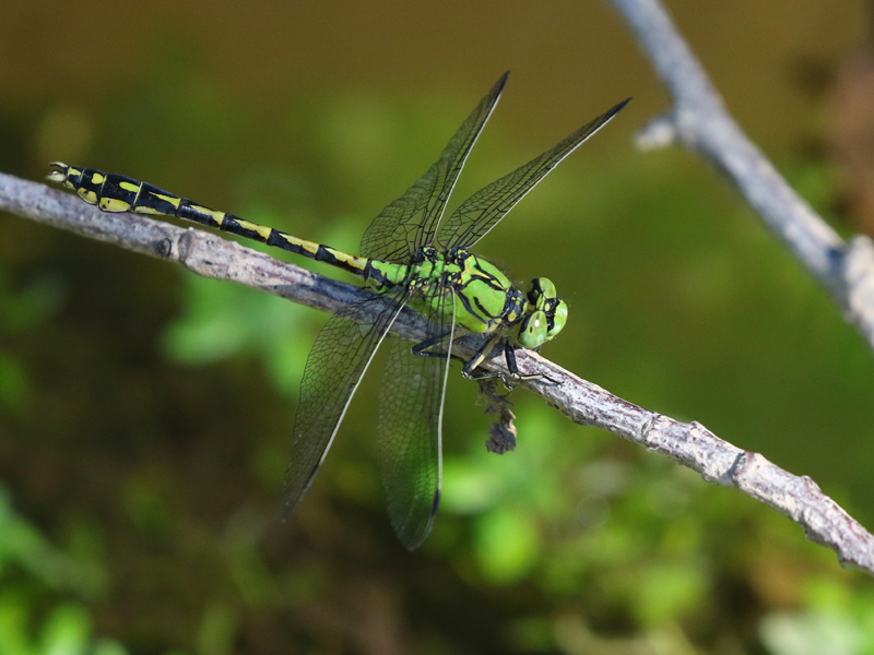 Ophiogomphe serpentin Ophiogomphe serpentin