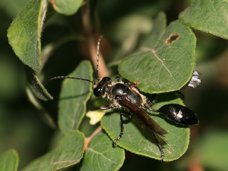 Isodonte mexicaine
