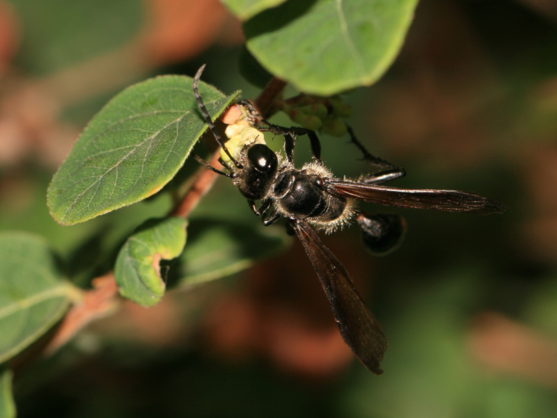 Isodonte mexicaine