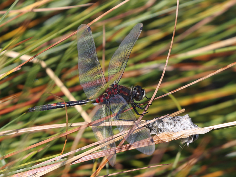 Leucorrhine douteuse Leucorrhine douteuse