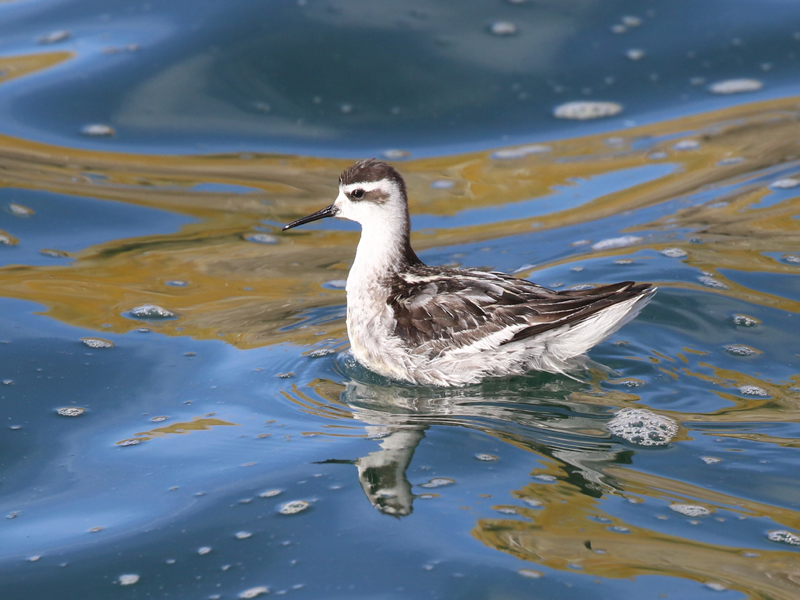 Phalarope  bec troit