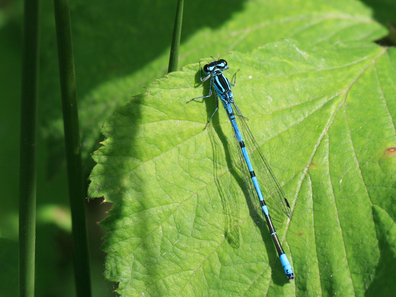 Agrion jouvencelle Agrion jouvencelle
