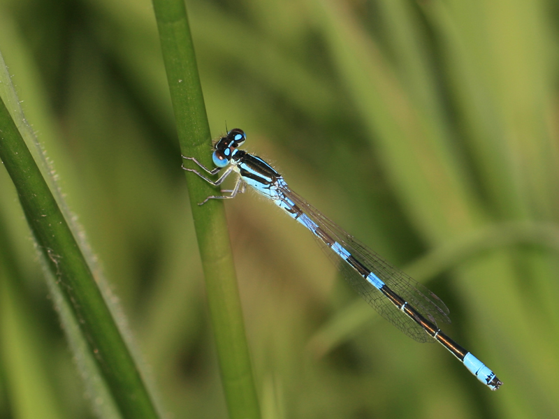 Agrion mignon Agrion mignon