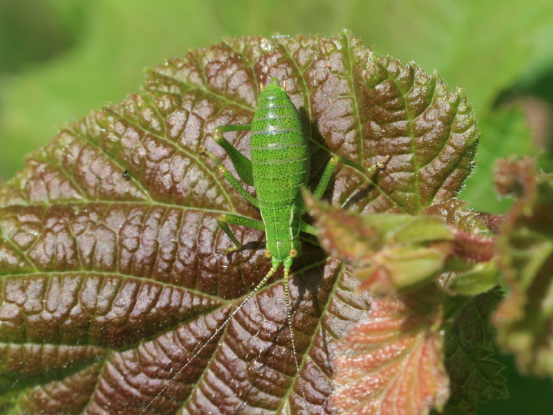 Leptophye ponctuée Leptophye ponctuée