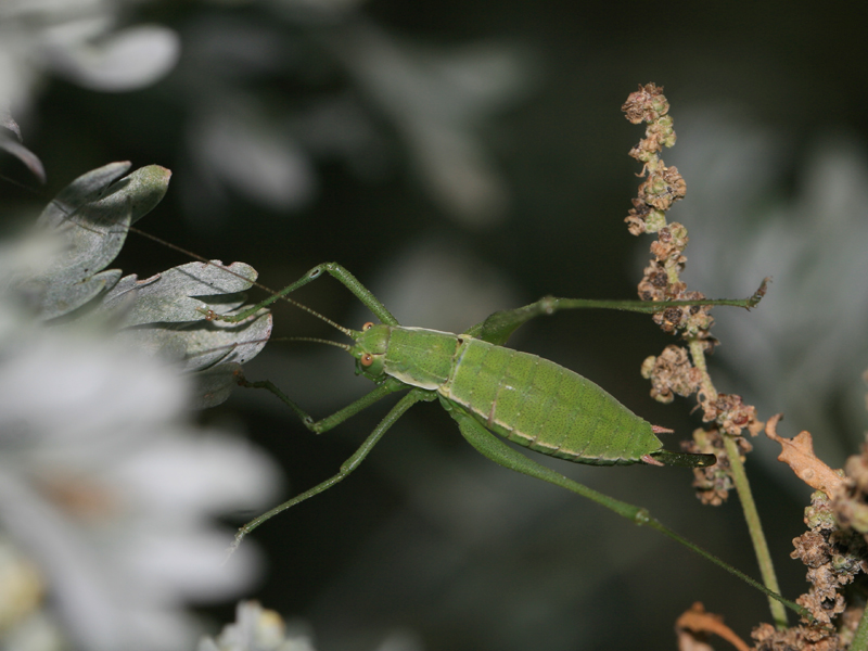 Leptophye sarmate Leptophye sarmate