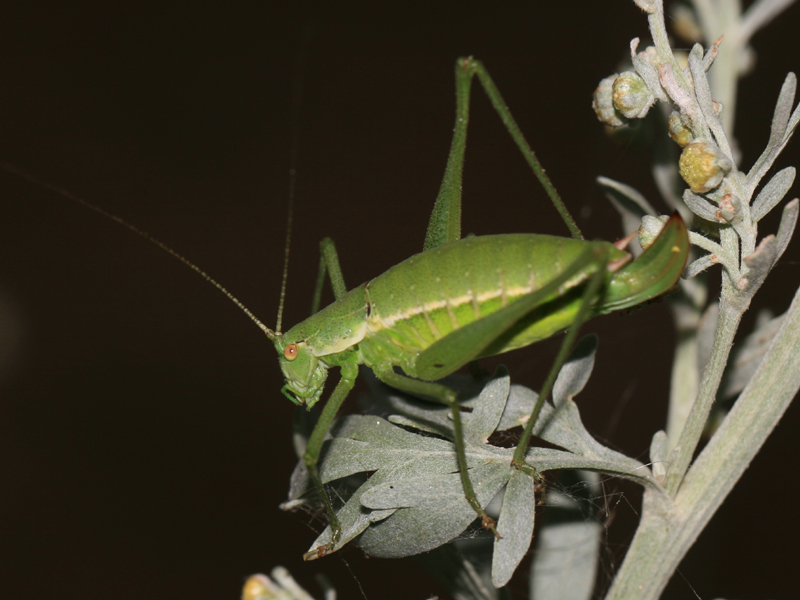 Leptophye sarmate