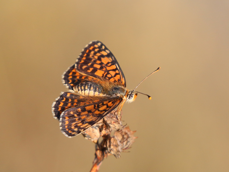 Mélitée orangée Mélitée orangée