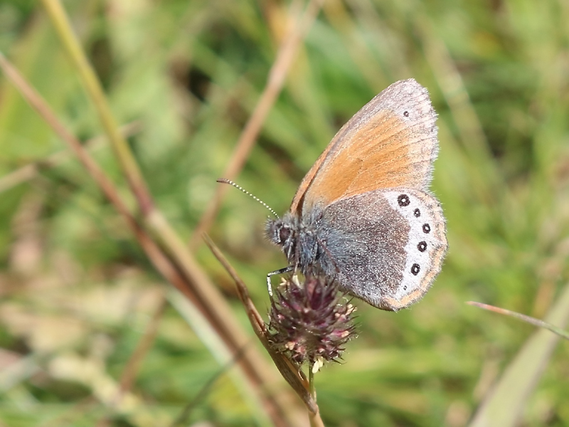 Satyrion