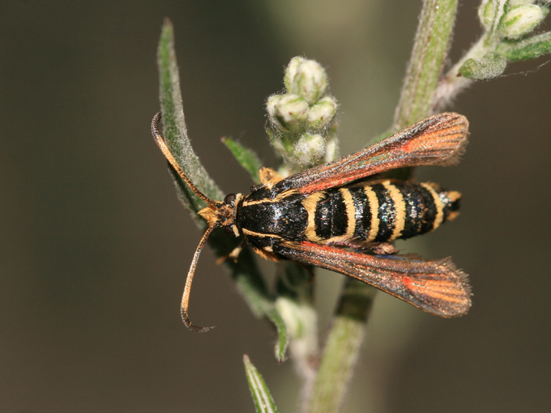 Ssie ichneumon