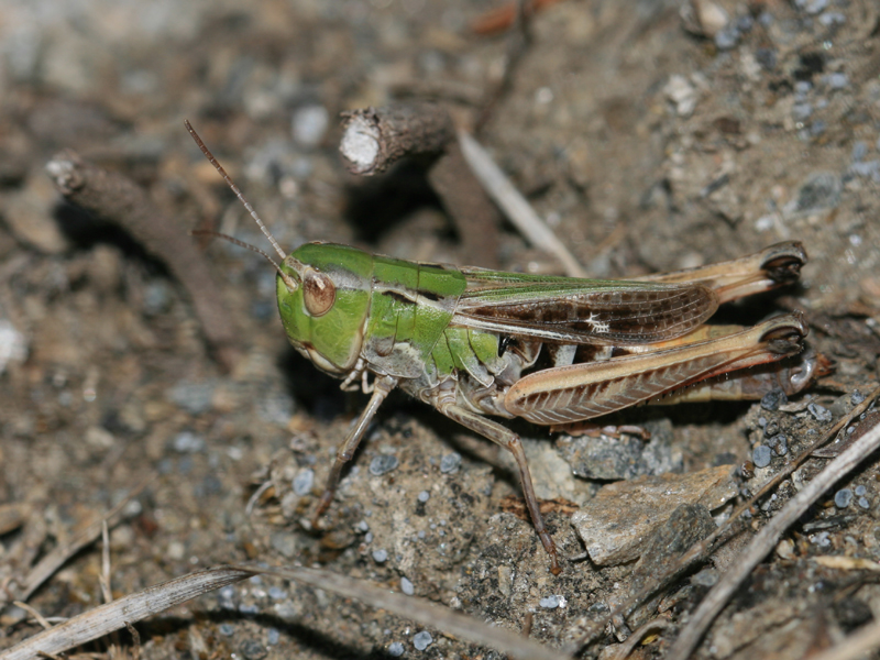 Sténobothre alpin Sténobothre alpin