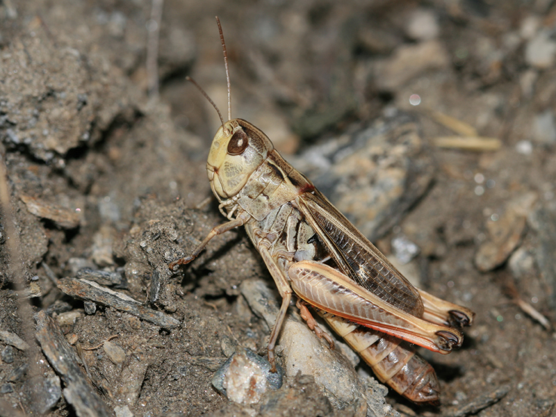 Sténobothre alpin Sténobothre alpin