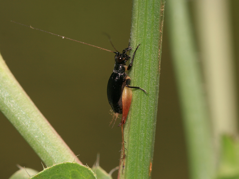 Grillon coléoptère Grillon coléoptère