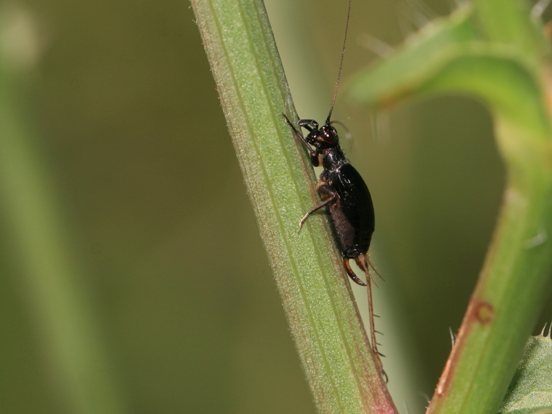 Grillon coléoptère Grillon coléoptère