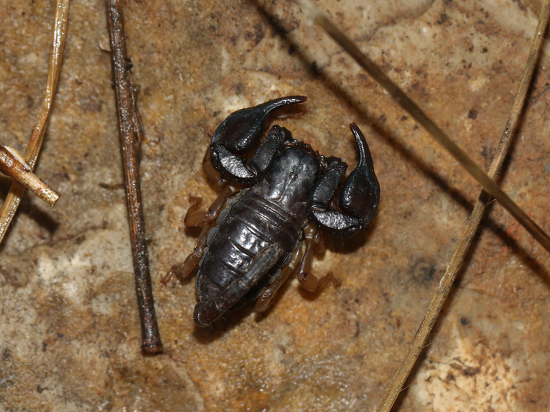 Scorpion de Trieste