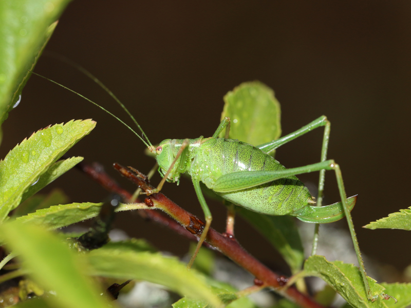 Leptophye ponctuée Leptophye ponctuée