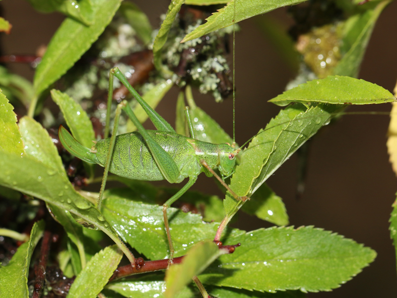 Leptophye ponctuée Leptophye ponctuée