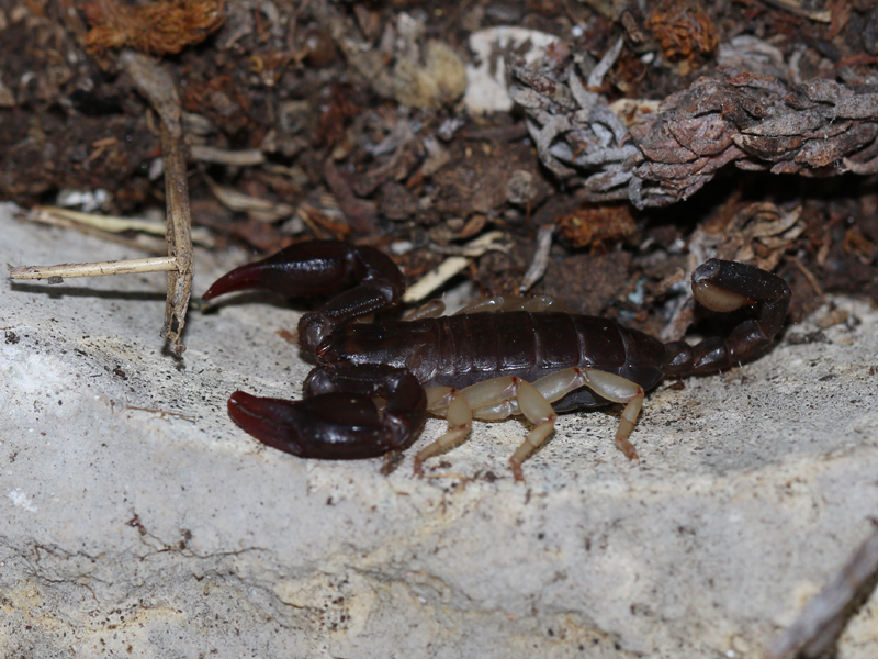 Scorpion de Trieste