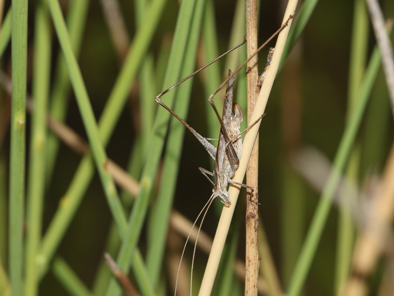 Phanéroptère liliacé Phanéroptère liliacé