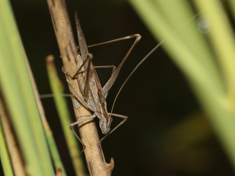 Phanéroptère liliacé Phanéroptère liliacé