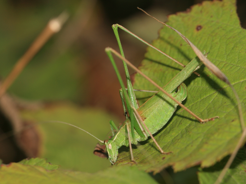 Phanéroptère liliacé Phanéroptère liliacé