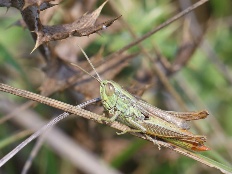 Criquet des bromes Criquet des bromes