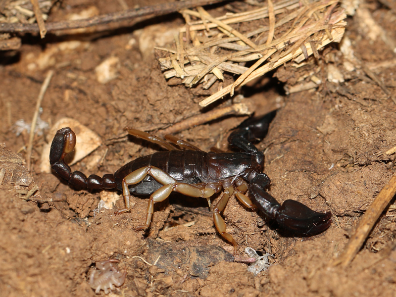 Scorpion de Trieste