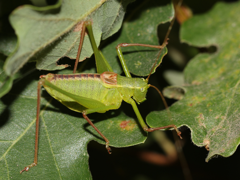 Leptophye provençale Leptophye provençale