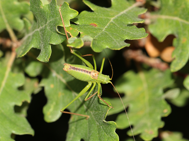 Leptophye provençale Leptophye provençale