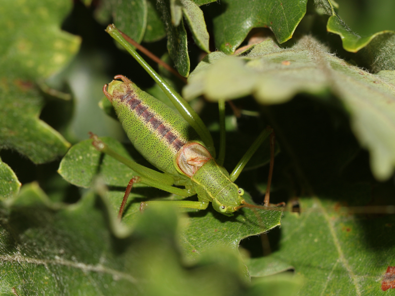 Leptophye provençale Leptophye provençale
