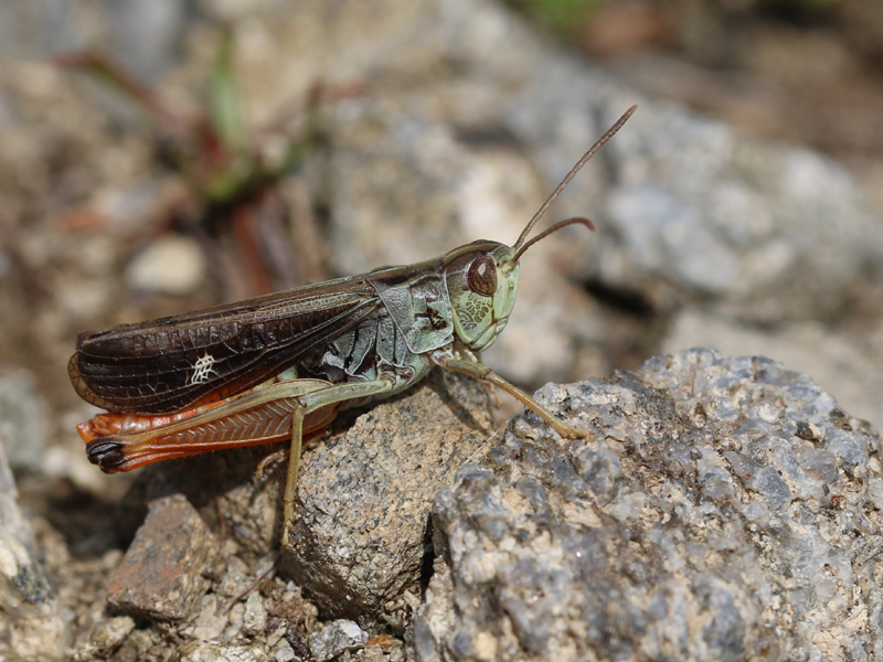 Sténobothre alpin Sténobothre alpin