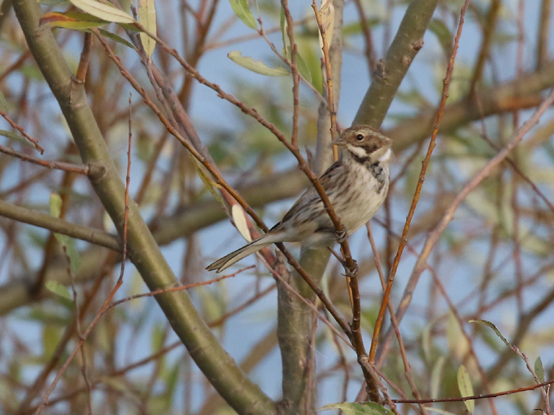 Bruant des roseaux