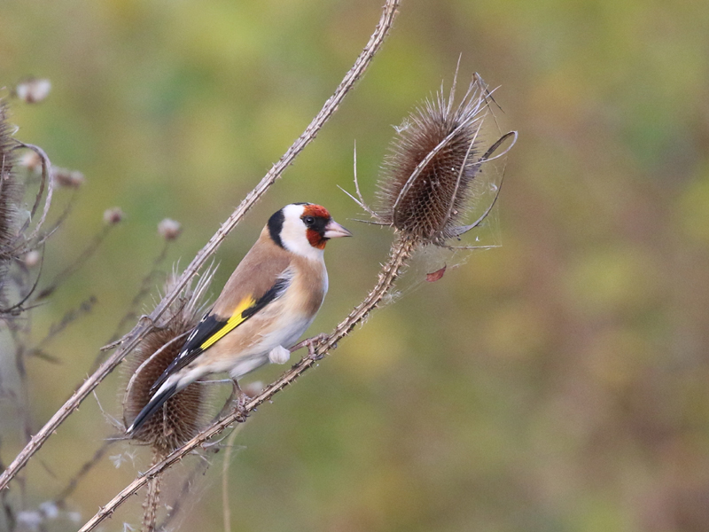 Chardonneret lgant