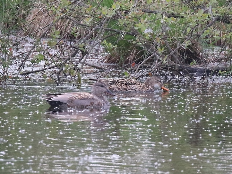 Canard chipeau