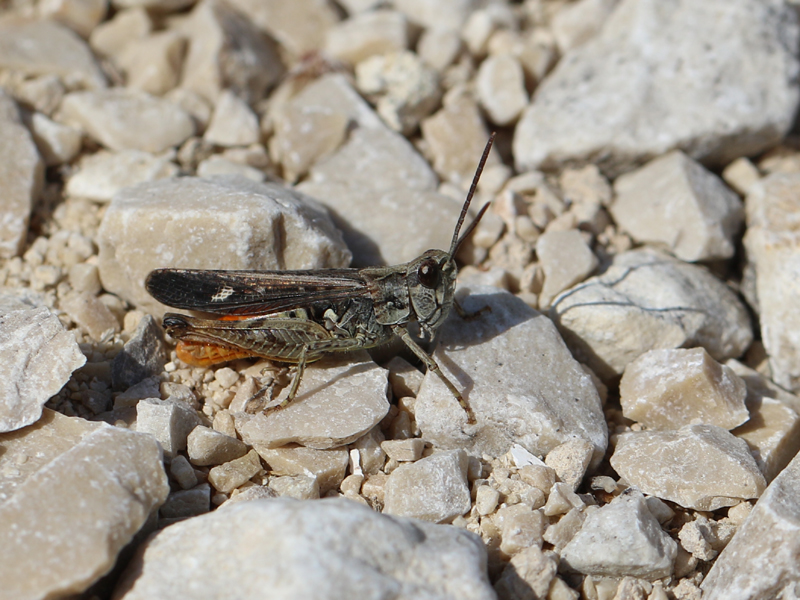 Criquet des garrigues