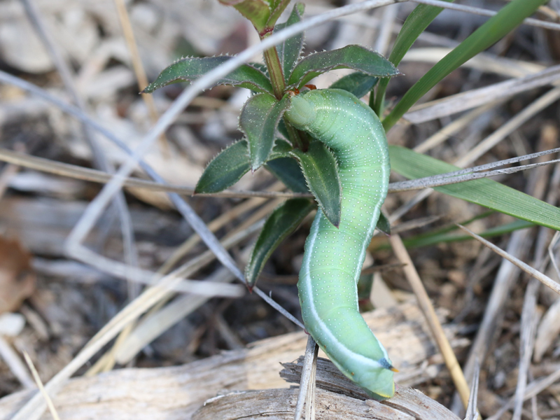 Moro Sphinx