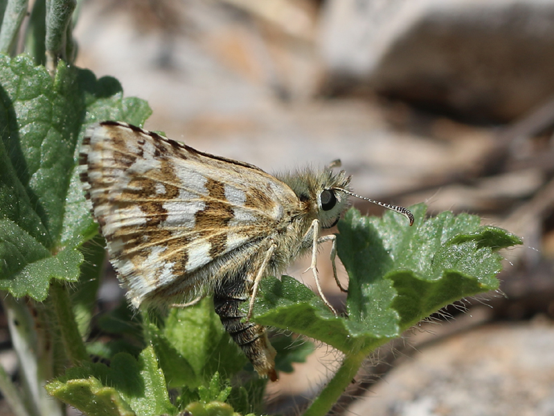 Hespérie de la malope Hespérie de la malope