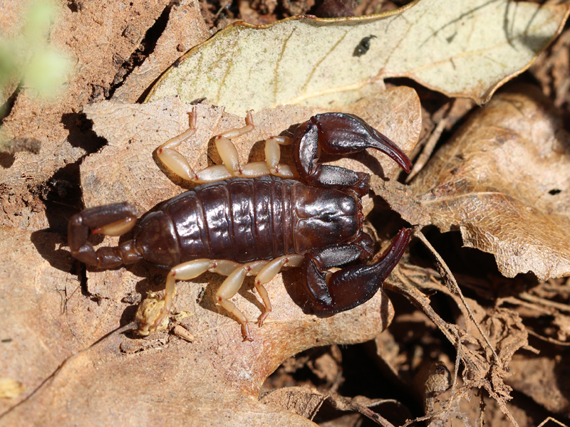Scorpion noir à queue jaune Scorpion noir à queue jaune