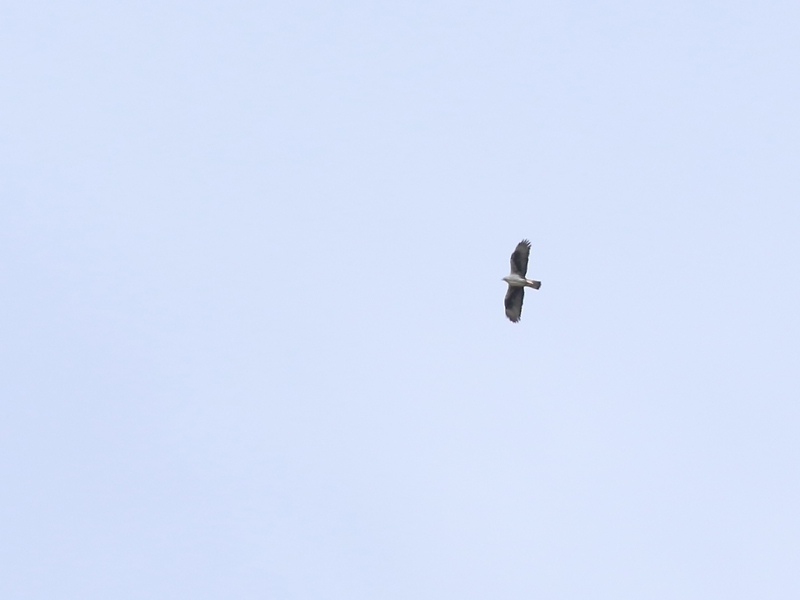 Aigle de Bonelli