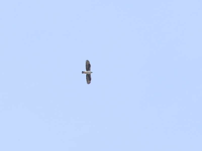 Aigle de Bonelli