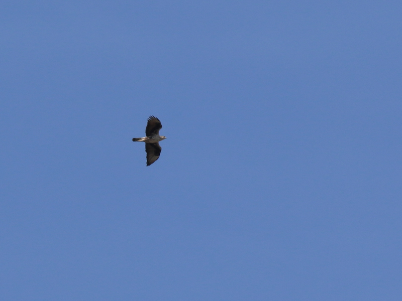Aigle de Bonelli