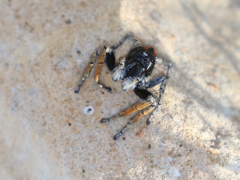 Philaeus chrysops Philaeus chrysops