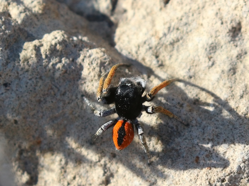 Philaeus chrysops Philaeus chrysops