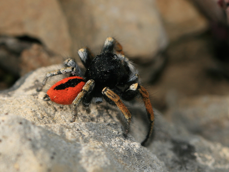 Philaeus chrysops Philaeus chrysops